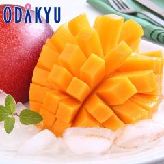 �������� �{�茧�Y ���n�}���S�[ ���z�̃^�}�S A 5L�T�C�Y �b7-12�����x�ł̂��͂�������E�����ւ͓͕s��(��)