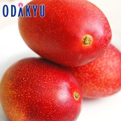 �������� �{�茧�Y ���n�}���S�[ ���z�̃^�}�S A 2L 3�ʋl�� �b7-12�����x�ł̂��͂�������E�����ւ͓͕s��(��)