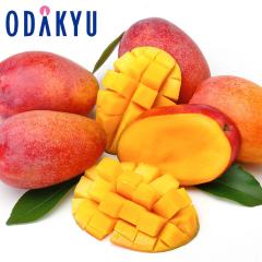 �������� �{�茧�Y ���n�}���S�[ ���z�̃^�}�S A 2L 6�ʋl�� �b6�����{�ȍ~�̂��͂�������E�����ւ͓͕s��(��)