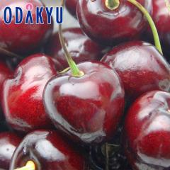 �������� �������� �J���t�H���j�A�Y �A�����J���`�F���[ 1kg �嗱 �b6�����{�ȍ~�̂��͂�������E�����ւ͓͕s��(��)