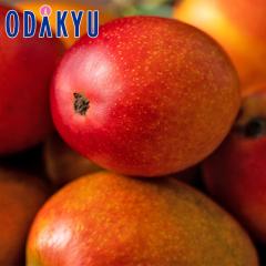 �������� ��p�}���S�[ 14�ʁ`16�� 5kg �b6�����{�ȍ~�̂��͂�������E�����ւ͓͕s��(��)