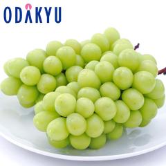 �u�h�E �������� ���쌧�Y �V���C���}�X�J�b�g 2�[���� �b7-12�����x�ł̂��͂�������E�����ւ͓͕s��(��)