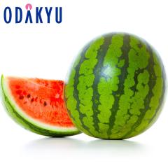 �X�C�J �������� ���쌧�Y ������ 2L�T�C�Y �G ��3.5kg |7-12�����x�ł̂��͂��������E����ւ͓͕s��(��)
