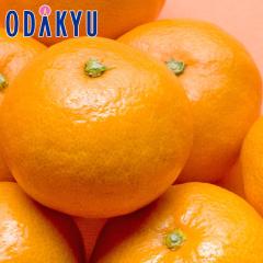 �~�J�� �������� ���m���Y ���S�����݂��� S�T�C�Y �G ��1.2kg |7-12�����x�ł̂��͂��������E����ւ͓͕s��(��)