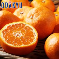 �~�J�� �������� ���m���Y ���S�����݂��� M�T�C�Y �G ��1.2kg |7-12�����x�ł̂��͂��������E����ւ͓͕s��(��)