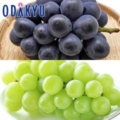 �Ԃǂ� �u�h�E �������� �R�� ��Ȃ��s�I�[�l & �V���C�� �e1�[ 1�[ 450g�ȏ� |7-12�����x�ł̂��͂��������E����ւ͓͕s��(��)