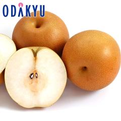 �i�V �a�� �������� �Ȗ،��ɂ����� 2kg 2�ʁ`5�� |7-12�����x�ł̂��͂��������E����ւ͓͕s��(��)