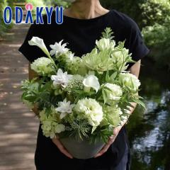 ���� �������� �m flower toujours �n �����A�����W�����gM White �b�����ł����攭��7-10�����x�������s�E�_�ސ쌧�݂̂��͂���(��)
