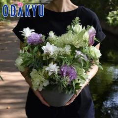 ���� �������� �m flower toujours �n �����A�����W�����gM PaStel �b�����ł����攭��7-10�����x�������s�E�_�ސ쌧�݂̂��͂���(��)