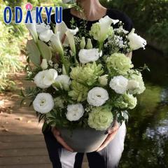 ���� �������� �m flower toujours �n �����A�����W�����gL White �b�����ł����攭��7-10�����x�������s�E�_�ސ쌧�݂̂��͂���(��)