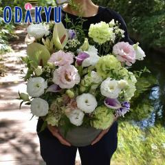 ���� �������� �m flower toujours �n �����A�����W�����gL PaStel �b�����ł����攭��7-10�����x�������s�E�_�ސ쌧�݂̂��͂���(��)