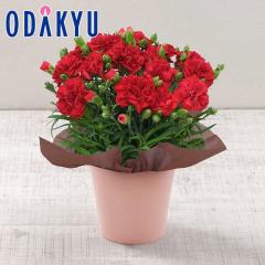 ��̓� �� 2026 �J�[�l�[�V���� ���b�h �b5/6-10�̂������ɏ������͂�������E�����ւ͓͕s��(MD)