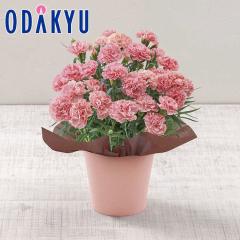 ��̓� �� 2026 �J�[�l�[�V���� �m�E�� �b5/6-10�̂������ɏ������͂�������E�����ւ͓͕s��(MD)