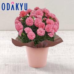 ��̓� �� 2026 �J�[�l�[�V���� ������[�� �b5/6-10�̂������ɏ������͂�������E�����ւ͓͕s��(MD)