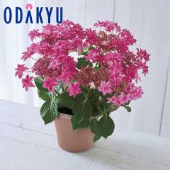 ��̓� �� 2026 �������� ���ԗ��� �b5/6-10�̂������ɏ������͂�������E�����ւ͓͕s��(MD)