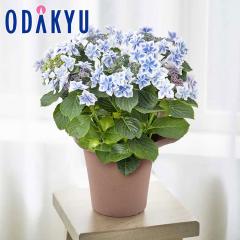 ��̓� �� 2026 �������� �R���y�C�g�E �u���[ �b5/6-10�̂������ɏ������͂�������E�����ւ͓͕s��(MD)