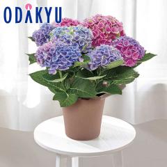 ��̓� �� 2026 �������� �}�W�J���G�{�����[�V�����I�[���� �b5/6-10�̂������ɏ������͂�������E�����ւ͓͕s��(MD)