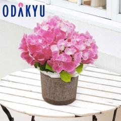 ��̓� �� 2026 ���������s���N 4�� �b5/6-10�̂������ɏ������͂�������E�����ւ͓͕s��(MD)