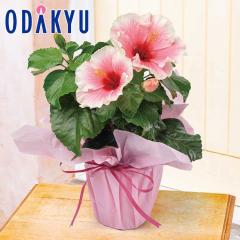 ��̓� �� 2026 �����O���C�t�n�C�r�X�J�X �O���C�X �b5/6-10�̂������ɏ������͂�������E�����ւ͓͕s��(MD)