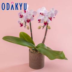 ��̓� �� 2026 �~�f�B�Ӓ��� ���g���W�F�� 2�{���� �b5/6-10�̂������ɏ������͂�������E�����ւ͓͕s��(MD)