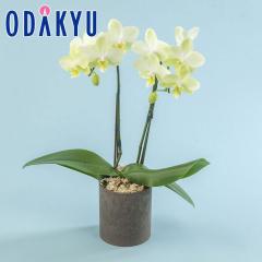 ��̓� �� 2026 �~�f�B�Ӓ��� �C�G���[�n 2�{���� �b5/6-10�̂������ɏ������͂�������E�����ւ͓͕s��(MD)