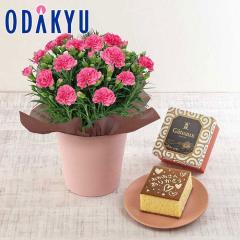 ��̓� �� 2026 �J�[�l�[�V���� �s���N �E �m ���蓰 �n �G������J�X�e�[�� �Z�b�g �b5/6-10�̂������ɏ������͂�������E�����ւ͓͕s