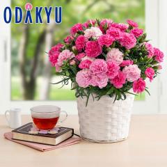 ��̓� 2026 �m �z�V�t�@�[�� �n �J�[�l�[�V������ �z�b�g�n�[�g HFHH-5 �b�w����́��k�C���E����E�����ւ͓͕s��(MD)