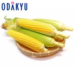 �{ ��� �������� ���N���V�[�Y���X�^�[�g �Ƃ����낱�� ��1.2kg |7-12�����x�ł̂��͂�������E�����ւ͓͕s��(��)