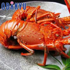 ������ �������� �Y�n���� �������� �V�R�ɐ��C�V���Y�{�C���Ⓚ �b7-10�����x�ł̂��͂�������E�����ւ͓͕s��(��)