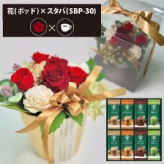 �v���U�[�u�h�t�����[ + �X�^�[�o�b�N�X �v���~�A���~�b�N�X �R�[�q�[�Z�b�g �t�����[�|�b�h (���b�h) ��������(�ꕔ���O) �y_ HAREPB_