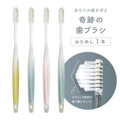 ���u���V ���u���V�Z�b�g �����a ��Ղ̎��u���V �p�X�e�� ������1�{ ������ �l�R�|�X ����