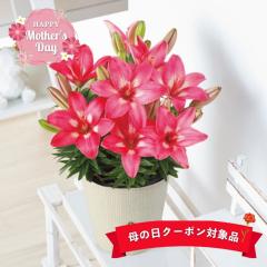 ��̓�2026 �M�t�g �������A�� ���U���� 5.5���� �o�X�P�b�g ���b�Z�[�W�J�[�h ���A�� �퉷