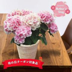 ��̓�2026 �M�t�g �A�W�T�C ���A�� �R�b�g���L�����f�B 5���� ������s���N �ω� �o�X�P�b�g ���b�Z�[�W�J�[�h