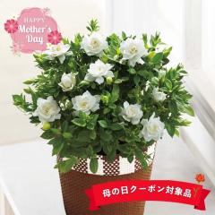 ��̓�2026 �M�t�g �K�[�f�j�A 5���� �o�X�P�b�g ���b�Z�[�W�J�[�h