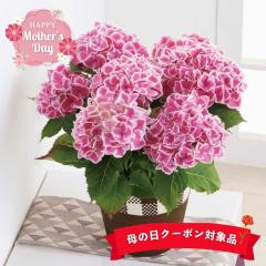 ��̓�2026 �M�t�g �A�W�T�C �t�@�[�X�g���f�B 5���� �D�����s���N ��������� ��i �o�X�P�b�g