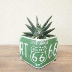 �ϗt�A�� �C���e���A�O���[�� �r�U�[���v�����c �K�X�e���A �K�X�e���A�E�~�j�}(���픫)