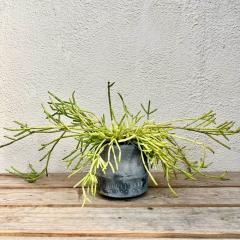 �ϗt�A�� �C���e���A�O���[�� �r�U�[���v�����c ���v�T���X(���픫)