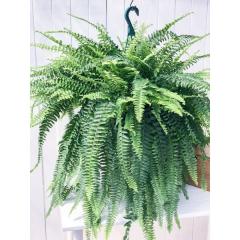 PLANCHU ϗtA ltsX {Xgt@[ 7݂蔫 ĕt Nephrolepis exaltata eBostoniensisf V_  {Xgt