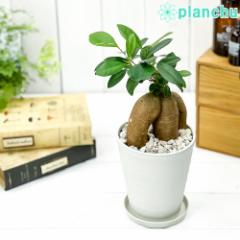 ϗtA KW} 4 󂯎Mt ĕt Ficus microcarpa tBJX ~NJp ̏h