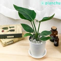 PLANCHU �ϗt�A�� �X�g�����`�A �I�[�K�X�^ 4���� �󂯎M�t�� ��ĕ��������t�� Strelitzia nicolai �j�R���C �y���̔����� �Ɋy����