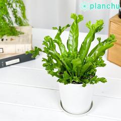 PLANCHU �ϗt�A�� �A�X�v���j�E�� ���Y���[ 4���� �󂯎M�t�� ��ĕ��������t�� Asplenium nidus �eLeslie�f �V�_ �V�}�I�I�^�j���^��