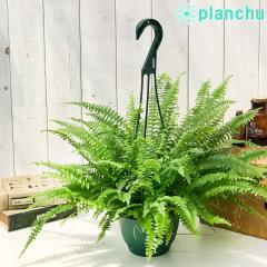 PLANCHU ϗtA ltsX ^i 5݂蔫 ĕt Nephrolepis exaltata eMontanaf V_  {Xgt@[ {Xg