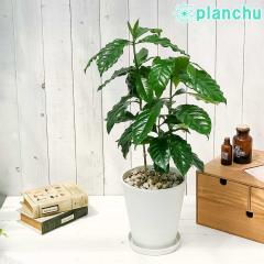 PLANCHU �ϗt�A�� �R�[�q�[�m�L �A���r�J 6���� �󂯎M�t�� ��ĕ��������t�� Coffea arabica �R�[�q�[�̖� ����̖� �A���r�J�R�[�q�[