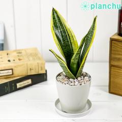 PLANCHU �ϗt�A�� �T���Z�x���A �X�p�[�o 3.5���� �󂯎M�t�� ��ĕ��������t�� Sansevieria trifasciata cv. �����A�� �T���X�x���A ��