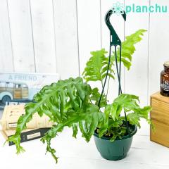 PLANCHU ϗtA t{VA jRX_Ch 5݂蔫 ĕt ~ Phlebosia eNicolas Diamondf t{VA V_