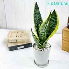 PLANCHU �ϗt�A�� �T���Z�x���A �X�p�[�o 4���� �󂯎M�t�� ��ĕ��������t�� Sansevieria trifasciata cv. �����A�� �T���X�x���A ���[