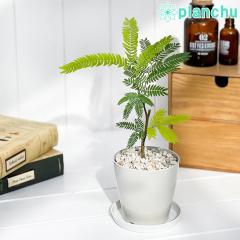 PLANCHU ϗtA Go[tbV 3.5 󂯎Mt ĕt Cojoba arborea var. angustifolia lmL