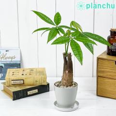 PLANCHU ϗtA pL  3.5 󂯎Mt ĕt Pachira glabra 