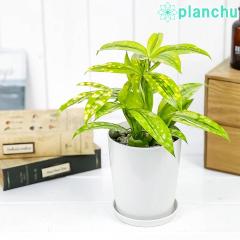 PLANCHU ϗtA hZi t@j[^ 4 󂯎Mt Dracaena surculosa ejuanitaf XN[T SbhZtBAi Ai