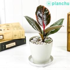 PLANCHU ϗtA tBJX r[ 3.5 󂯎Mt ĕt Ficus elastica eRubyf SmL S̖ ChSmL